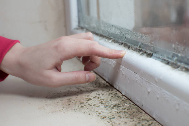 Best Mold Documentation for Insurance Claims  in Port St Lucie, FL