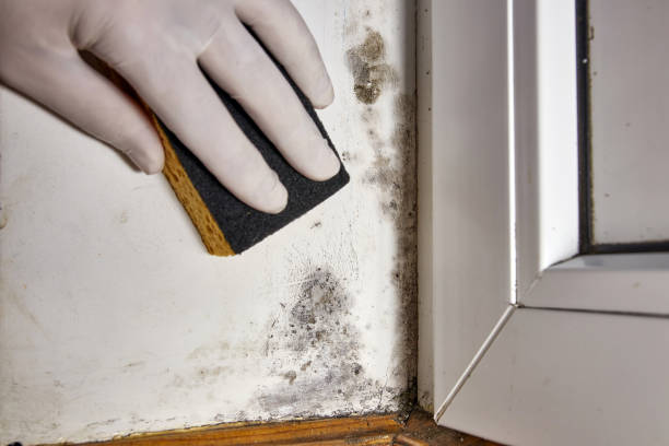 Best Forensic Mold Investigation  in Port St Lucie, FL