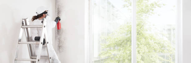 Best Black Mold Removal  in Port St Lucie, FL